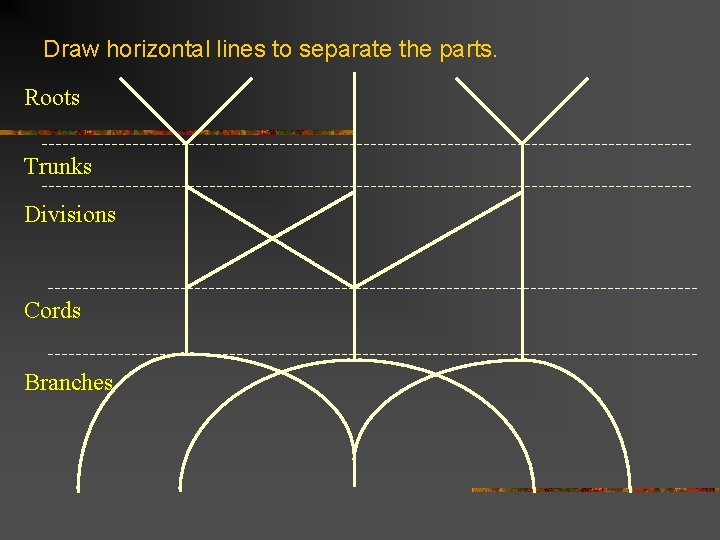 Draw horizontal lines to separate the parts. Roots Trunks Divisions Cords Branches 