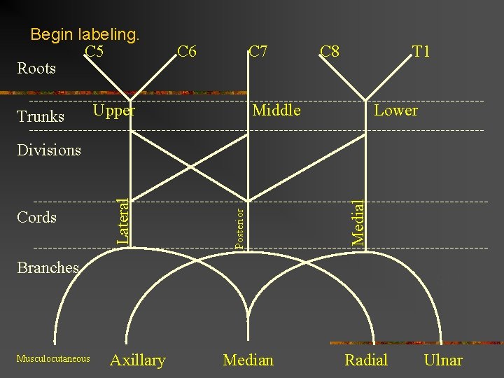 Begin labeling. C 5 Roots Trunks C 6 C 7 Upper C 8 T