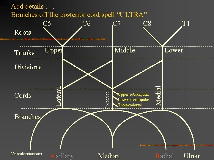 Add details. . . Branches off the posterior cord spell “ULTRA” C 5 C