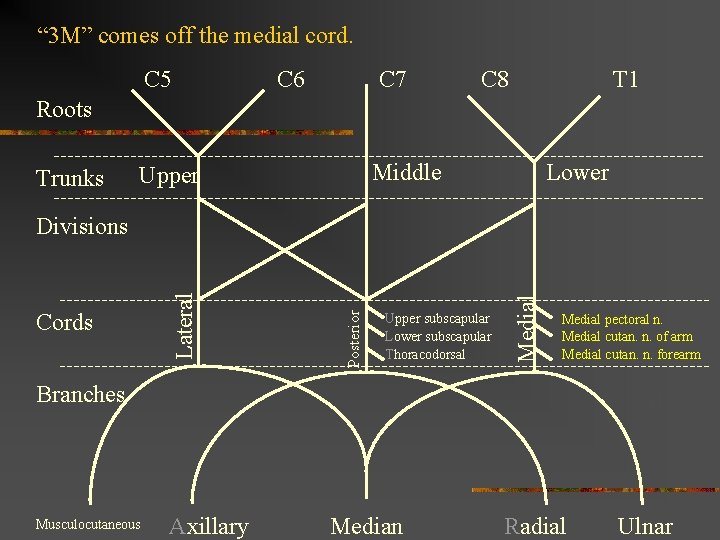 “ 3 M” comes off the medial cord. C 5 C 6 C 7