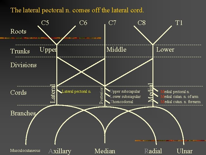 The lateral pectoral n. comes off the lateral cord. C 5 C 6 C