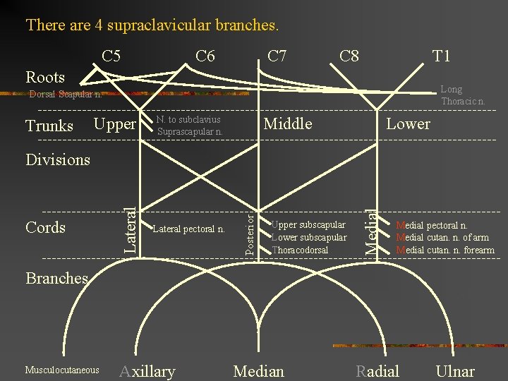 There are 4 supraclavicular branches. C 5 C 6 C 7 C 8 T