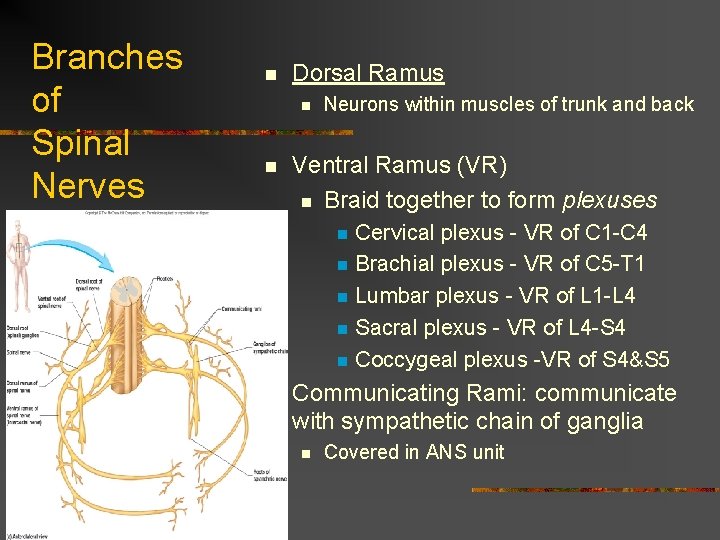 Branches of Spinal Nerves n Dorsal Ramus n n Neurons within muscles of trunk