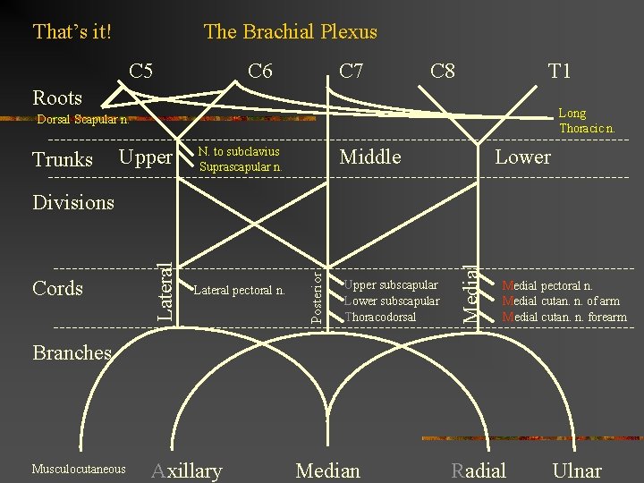 That’s it! The Brachial Plexus C 5 C 6 C 7 C 8 T