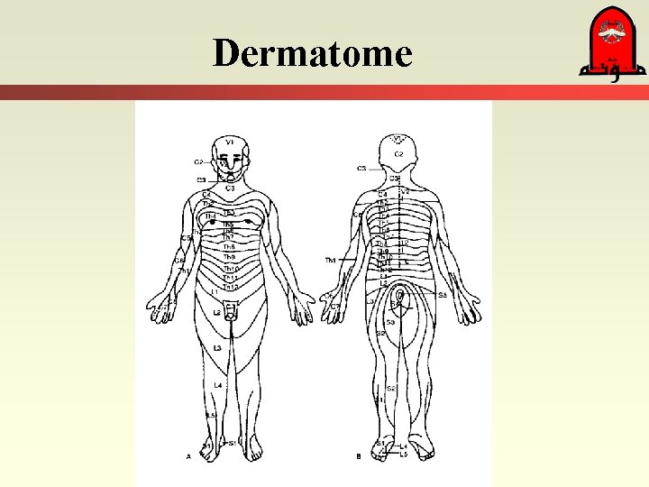 Dermatome 