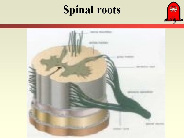 Spinal roots 
