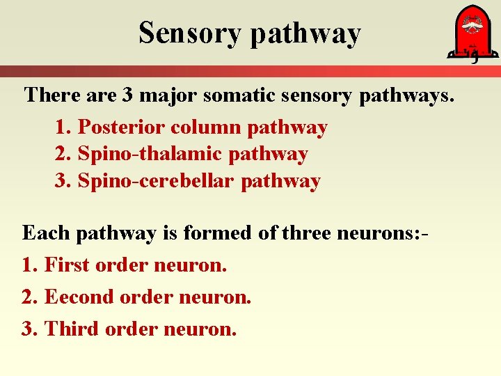 Sensory pathway There are 3 major somatic sensory pathways. 1. Posterior column pathway 2.