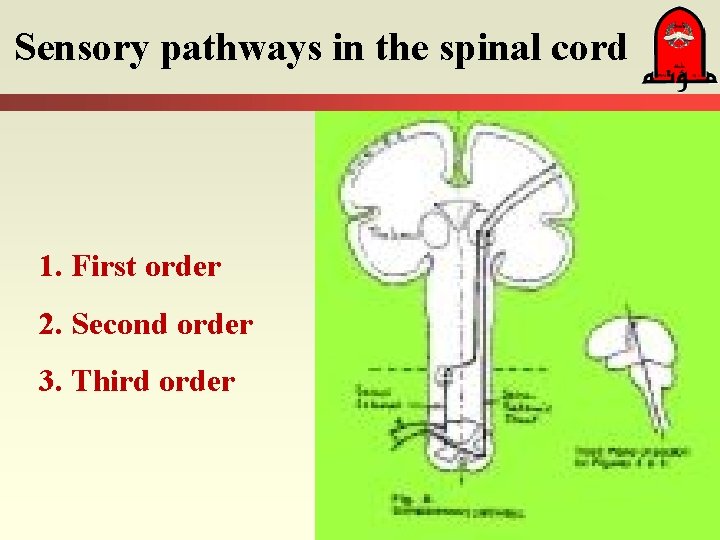 Sensory pathways in the spinal cord 1. First order 2. Second order 3. Third