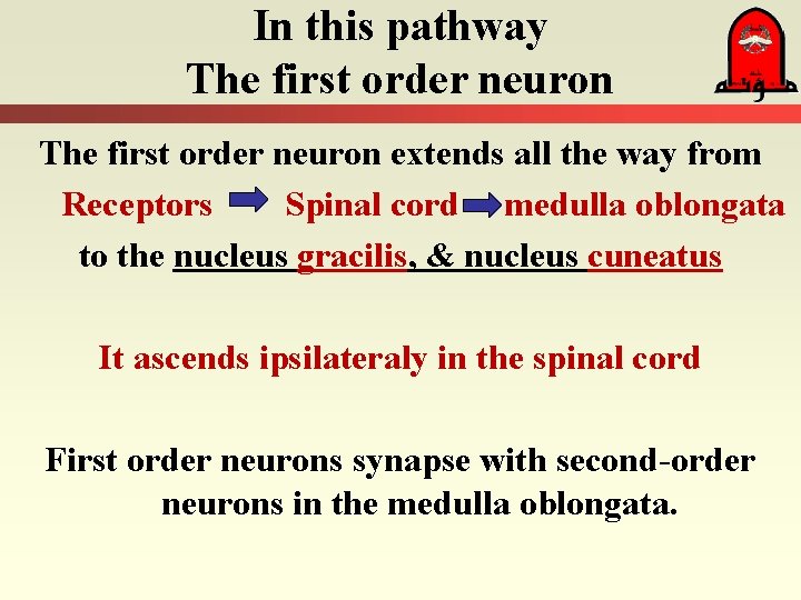 In this pathway The first order neuron extends all the way from Receptors Spinal