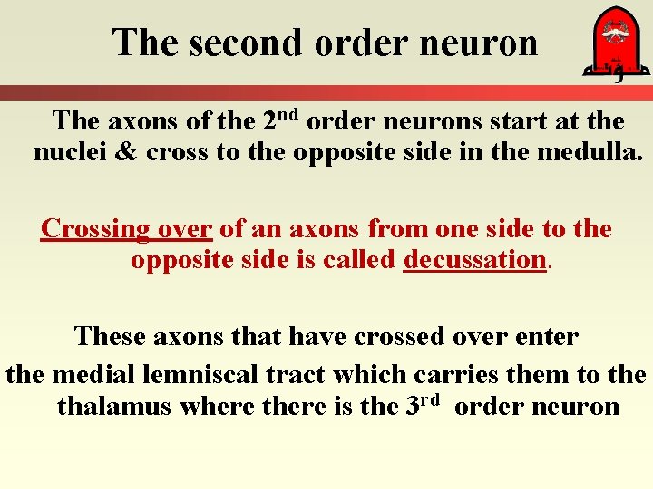 The second order neuron The axons of the 2 nd order neurons start at