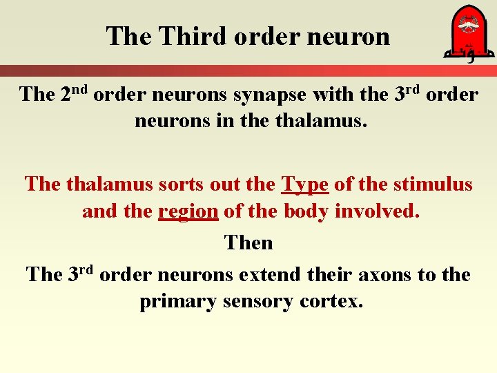 The Third order neuron The 2 nd order neurons synapse with the 3 rd
