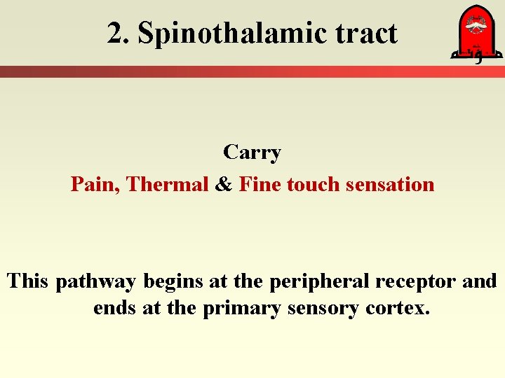 2. Spinothalamic tract Carry Pain, Thermal & Fine touch sensation This pathway begins at