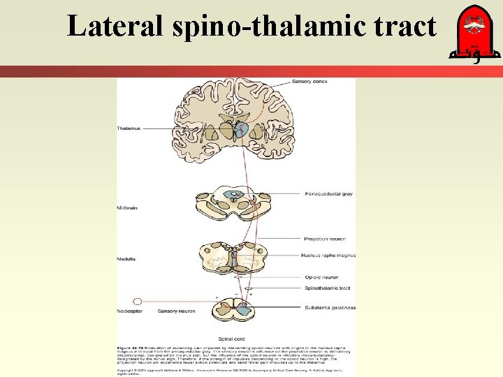 Lateral spino-thalamic tract 