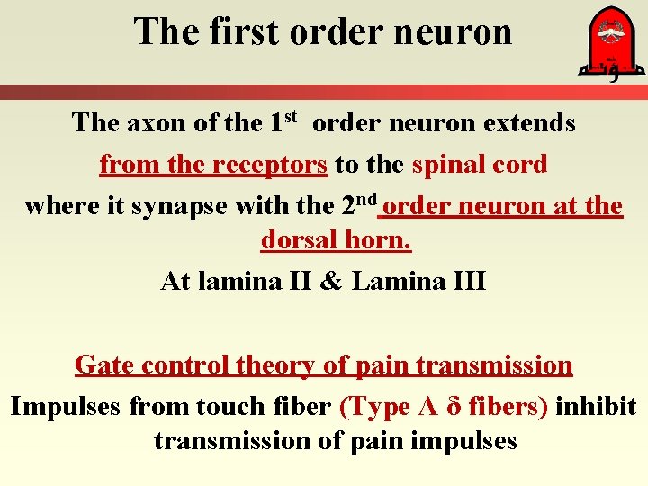 The first order neuron The axon of the 1 st order neuron extends from