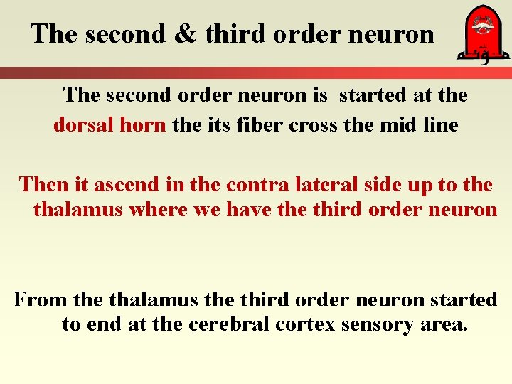 The second & third order neuron The second order neuron is started at the