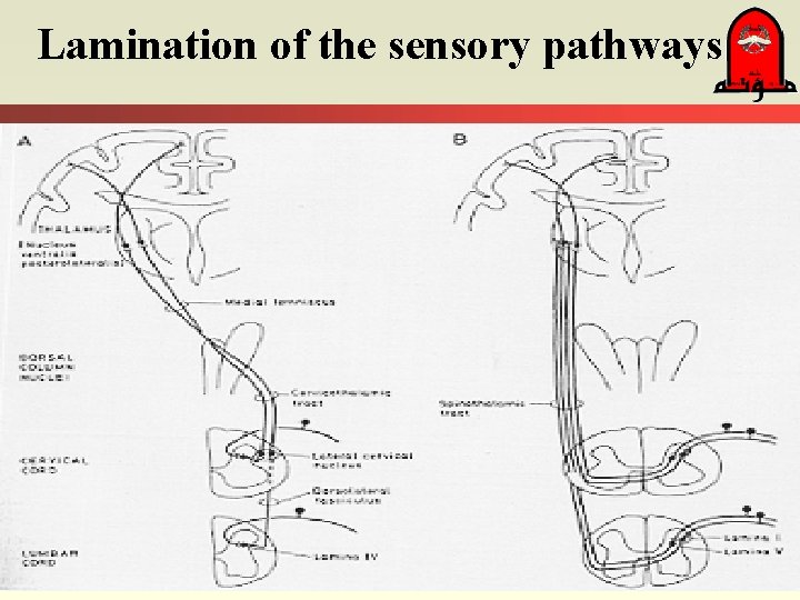 Lamination of the sensory pathways 