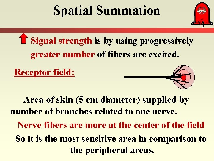 Spatial Summation Signal strength is by using progressively greater number of fibers are excited.
