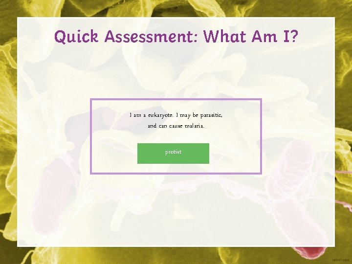 Quick Assessment: What Am I? I am a eukaryote. I may be parasitic, and