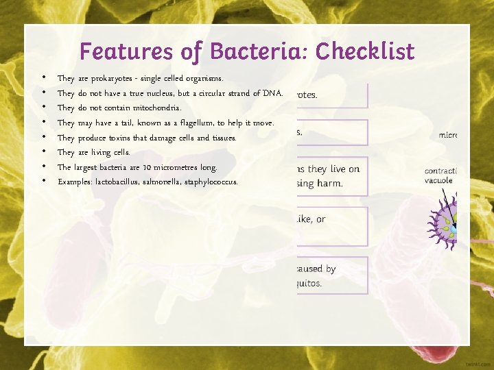 Features of Bacteria: Checklist • • They are prokaryotes - single celled organisms. They