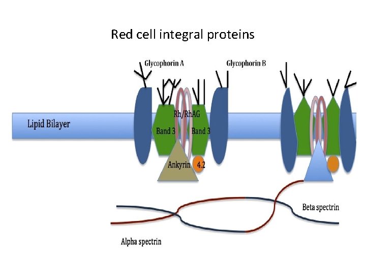 Red cell integral proteins 