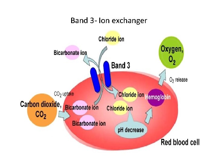 Band 3 - Ion exchanger 