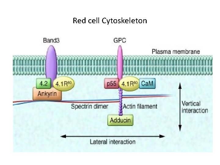 Red cell Cytoskeleton 