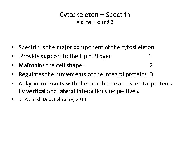 Cytoskeleton – Spectrin A dimer –α and β • • • Spectrin is the