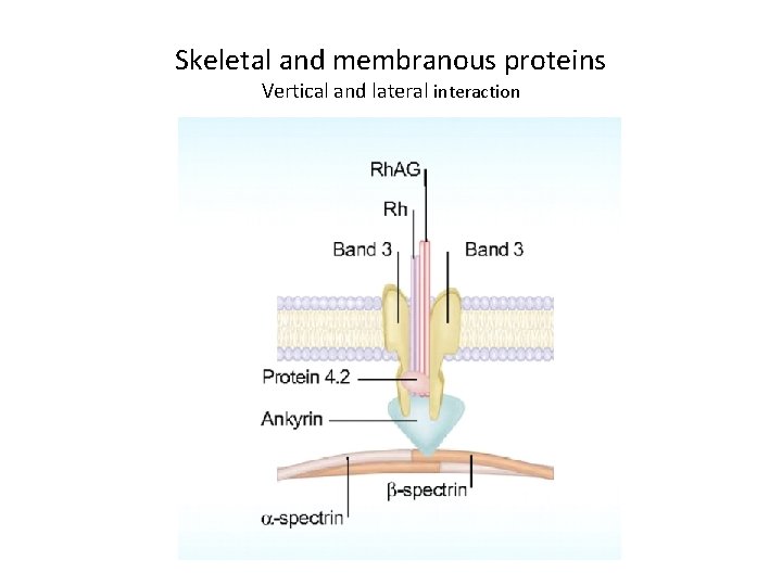 Skeletal and membranous proteins Vertical and lateral interaction 