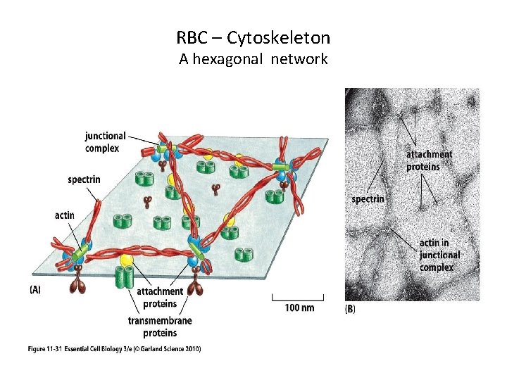 RBC – Cytoskeleton A hexagonal network 