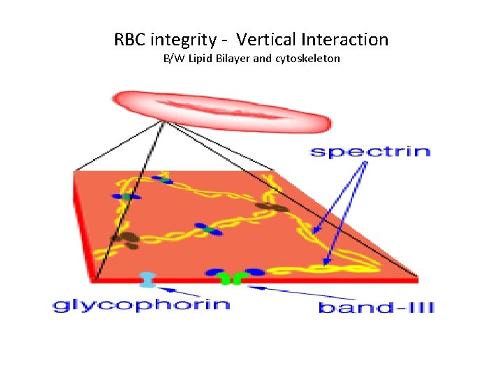 RBC integrity - Vertical Interaction B/W Lipid Bilayer and cytoskeleton 