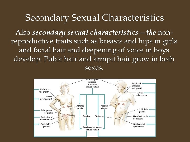 Secondary Sexual Characteristics Also secondary sexual characteristics—the nonreproductive traits such as breasts and hips