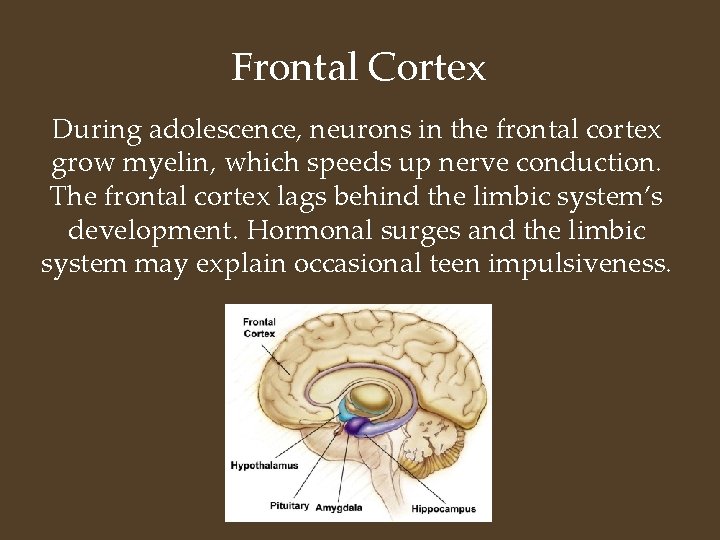 Frontal Cortex During adolescence, neurons in the frontal cortex grow myelin, which speeds up