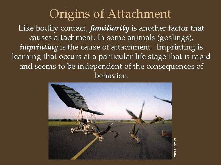 Origins of Attachment Like bodily contact, familiarity is another factor that causes attachment. In