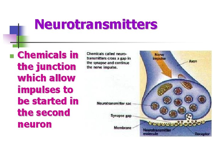 Neurotransmitters n Chemicals in the junction which allow impulses to be started in the