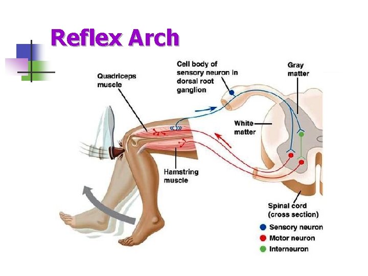 Reflex Arch 