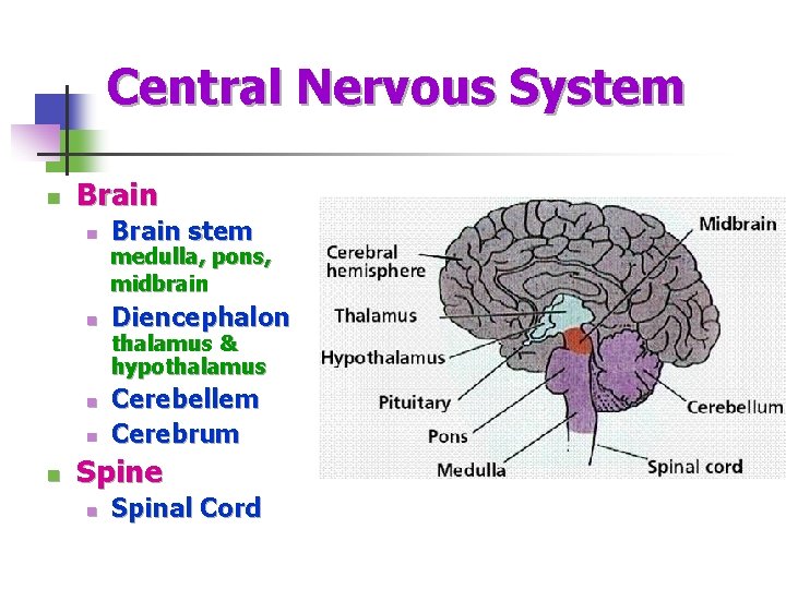 Central Nervous System n Brain stem n Diencephalon n medulla, pons, midbrain thalamus &