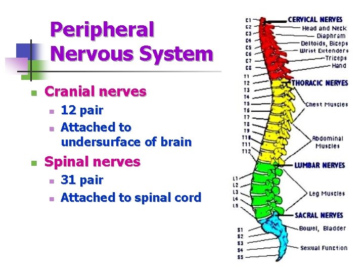 Peripheral Nervous System n Cranial nerves n n n 12 pair Attached to undersurface