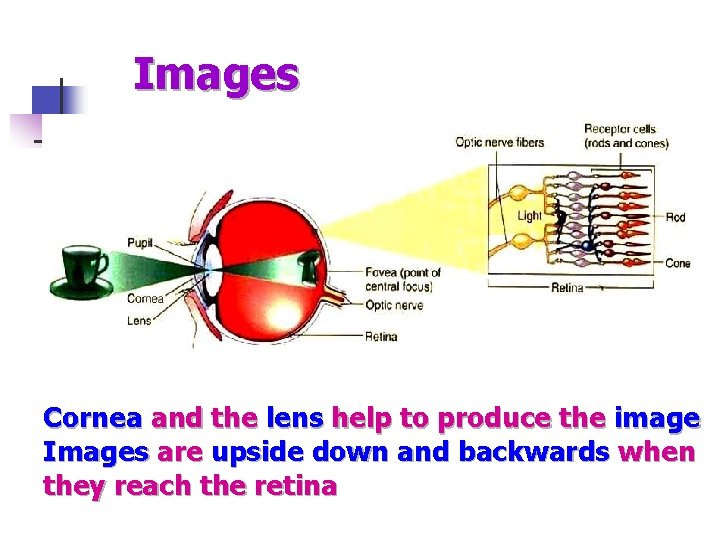 Images Cornea and the lens help to produce the image Images are upside down