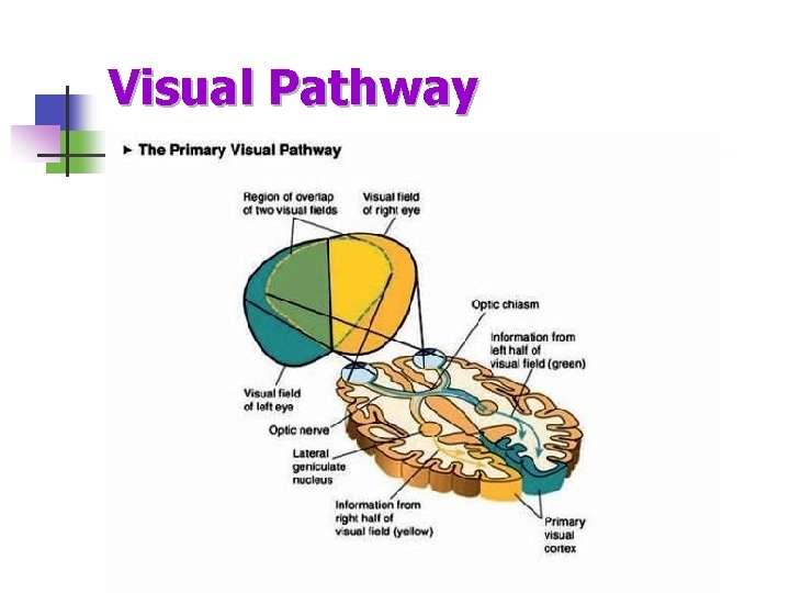 Visual Pathway 