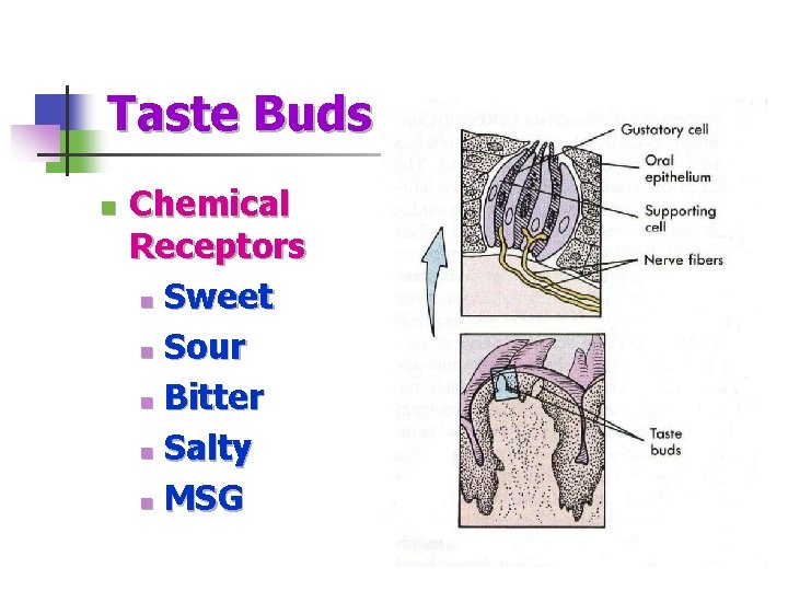 Taste Buds n Chemical Receptors n Sweet n Sour n Bitter n Salty n