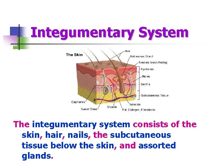 Integumentary System The integumentary system consists of the skin, hair, nails, the subcutaneous tissue