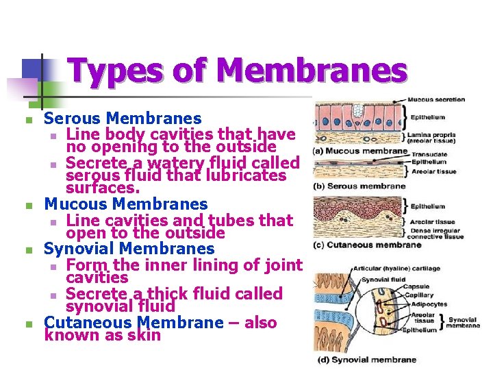 Types of Membranes n n Serous Membranes n Line body cavities that have no