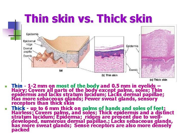 Thin skin vs. Thick skin n n Thin - 1 -2 mm on most