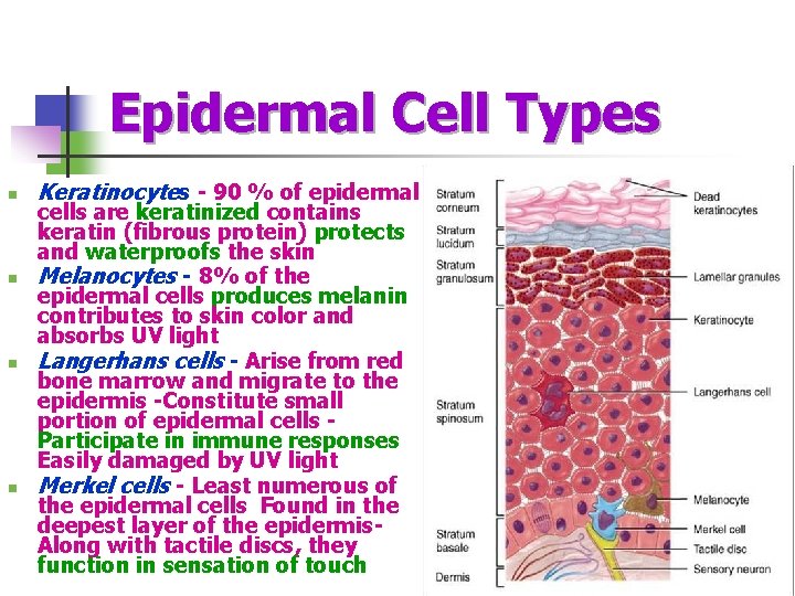 Epidermal Cell Types n n Keratinocytes - 90 % of epidermal cells are keratinized