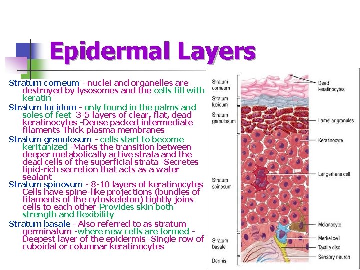 Epidermal Layers Stratum corneum - nuclei and organelles are destroyed by lysosomes and the