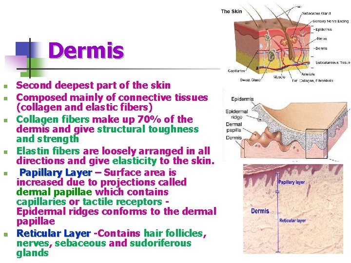 Dermis n n n Second deepest part of the skin Composed mainly of connective