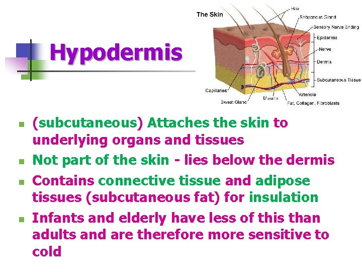 Hypodermis n n (subcutaneous) Attaches the skin to underlying organs and tissues Not part