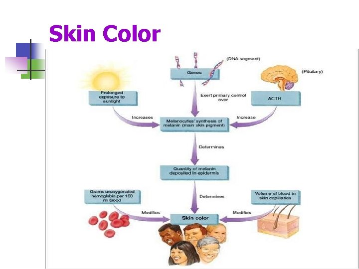 Skin Color 