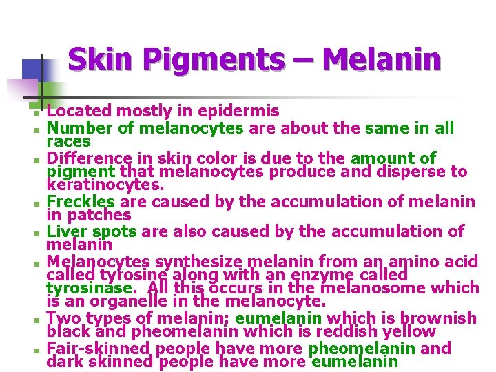 Skin Pigments – Melanin n n n n Located mostly in epidermis Number of