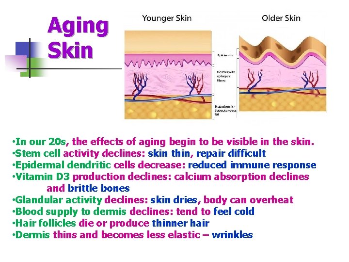 Aging Skin • In our 20 s, the effects of aging begin to be